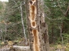 Pileated woodpecker feeding holes